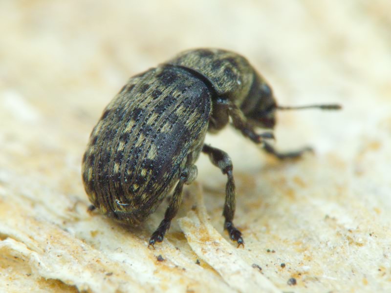 Anthribus nebulosus Förster, 1771